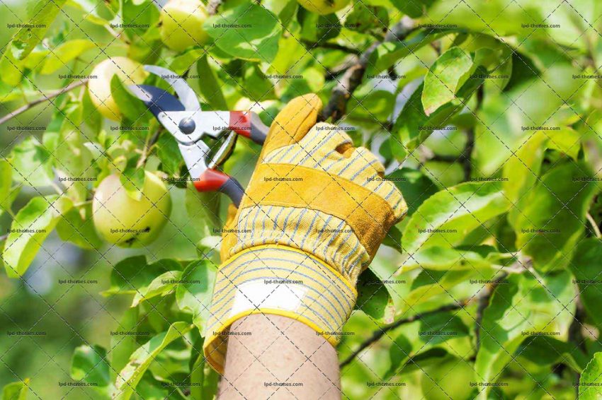 Shears Near Apple Tree